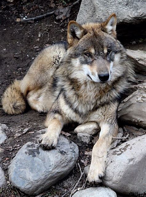 In natural habitat! Wolf Photos, Wolf Pictures, Animal Pictures, Nature Photos, Beautiful ...