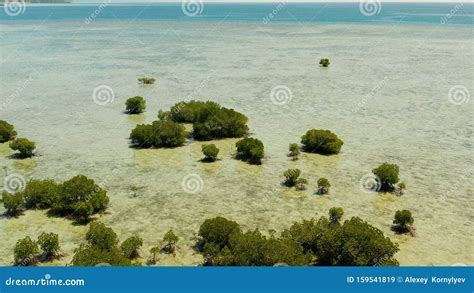 Mangrove Forest on a Coral Reef Philippines, Palawan Stock Image ...