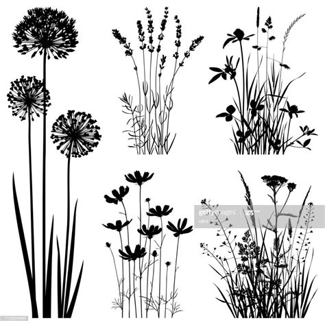 Set of plants silhouettes. Images of cosmos flowers, lavender, allium... | Handdrawn ...