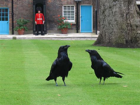 The Truth Behind the Legend of the Tower of London Ravens | Tower of ...