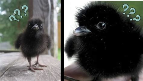 What do baby crows look like? | Gulo in Nature