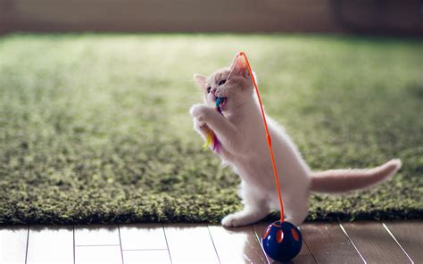 Lovely Kitten Playing Toy - Wallpaper, High Definition, High Quality, Widescreen