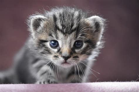 Cat, Kitty, Kitten, Nursery Kitten, Images For Kids, Toy, Cute, Sweet ...