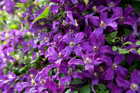 Clematis 'Polish Spirit' - BBC Gardeners World Magazine