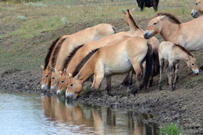 Przewalski's Horse Populations in Hungary | Horses, Horse breeds, Types ...