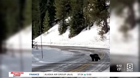 Wolverines now protected under Endangered Species Act