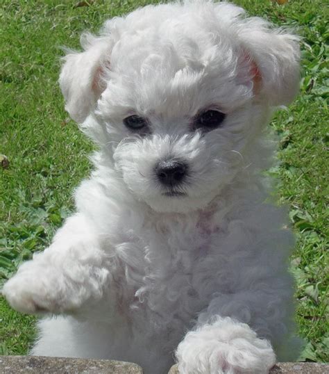 Bichon Frise Puppies Picture Nj