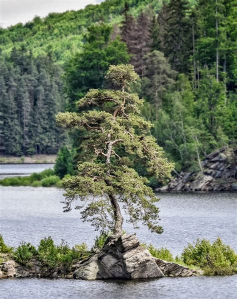 European Tree of the Year – The giants of the forest’s stories ...