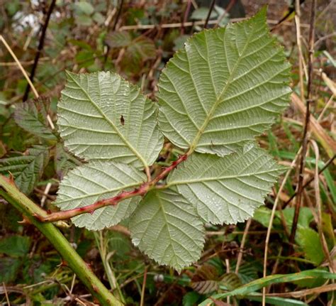 Bramble leaves | Andrew Hill | Flickr