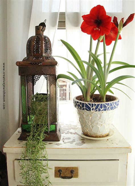 Potted Amaryllis in Bloom! - creative jewish mom