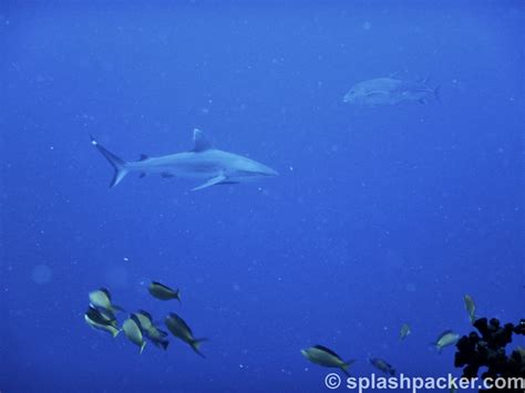 Scuba diving with the sharks at Madivaru Corner in the Maldives - Splashpacker