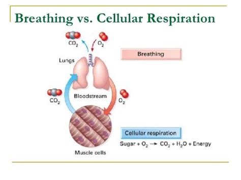 7 Great Difference between Breathing and Respiration with Comparison Table - Core Differences