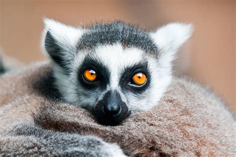 Ring-tailed Lemur by weaverglenn on DeviantArt