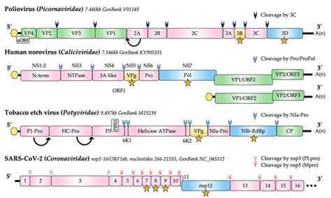 Genome structure of representative members of the Caliciviridae ...