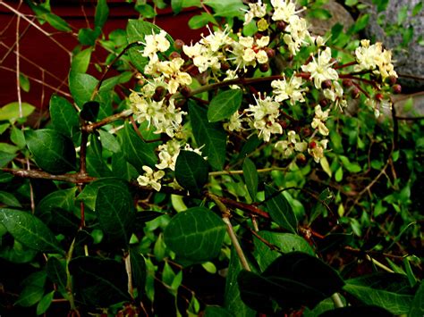 Lawsonia inermis (Lythraceae) image 27176 at PhytoImages.siu.edu