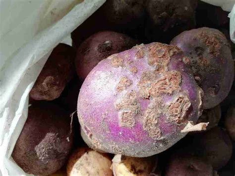 What Is Potato Scab: Description and Treatments – GrowerExperts