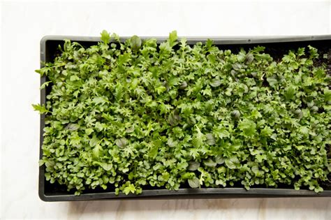 How to Grow Microgreens Indoors | DIYIdeaCenter.com