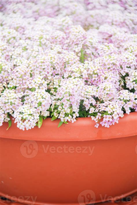 Alyssum flowers. Alyssum in sweet colors. Alyssum in a red brown pot on wood table. 7143031 ...