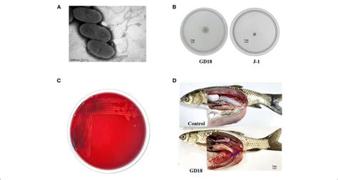 | Biological characteristics of A. hydrophila GD18. (A) Morphological... | Download Scientific ...