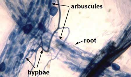 Glomeromycota: Definition, Characteristics, Structure, Reproduction, Examples and Benefits ...