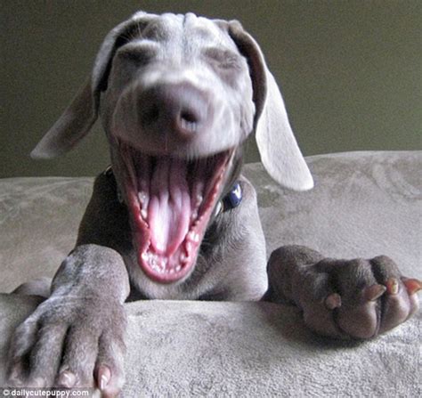 Laughing dogs: The dogs who just love to have a good old laugh | Daily Mail Online