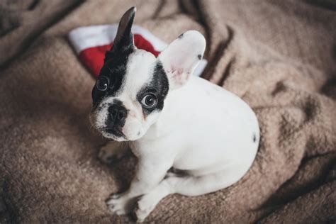 White and Black French Bulldog Puppy on Brown Textile · Free Stock Photo