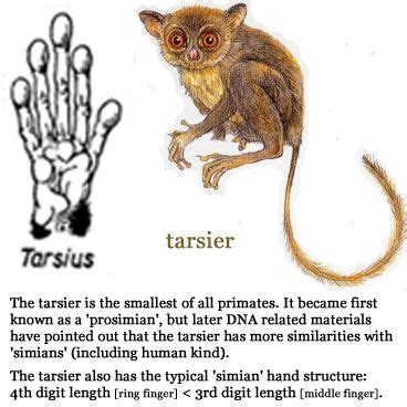 Pin by redacted on Primates: Tarsiers | Primates, Human species, Dna research