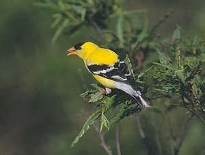 Iowa State Bird Eastern Goldfinch | State Birds