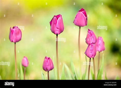 Purple tulip in spring garden Stock Photo - Alamy