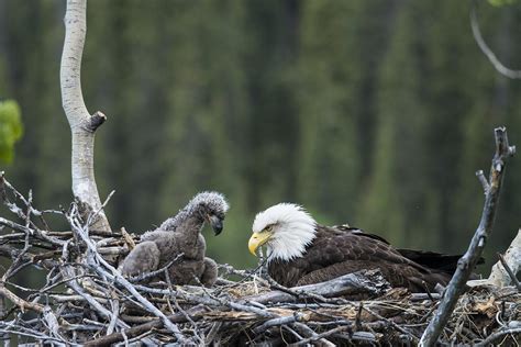 Bald Eagle Nesting Photograph by Mark Newman - Fine Art America