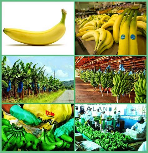 Business Ideas | Small Business Ideas: How to Start Banana Plantation | Business Ideas