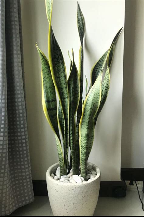 Snake plant (indoor), Furniture & Home Living, Gardening, Plants ...