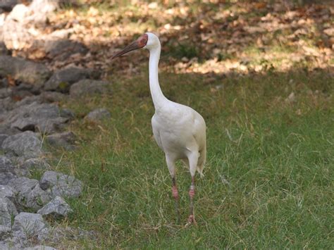 The Online Zoo - Siberian Crane