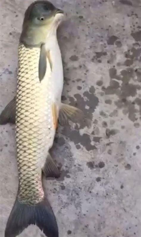 Bizarre ‘half-bird, half-fish creature’ shocks Chinese fisherman… so ...