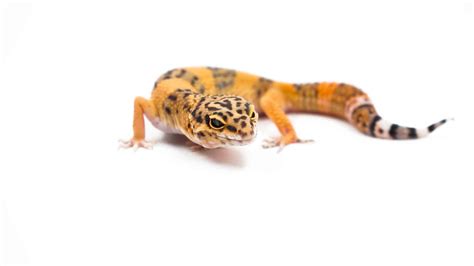 What Do Leopard Geckos Eat?: A Guide to the Perfect Leopard Gecko Diet ...