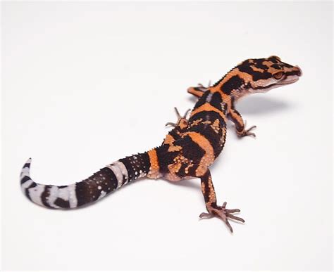 Japanese cave geckos are beautiful, fast, shy animals native to rocky