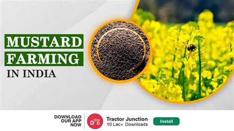 Mustard Farming in India: Varieties, Cultivation & Seed Rate