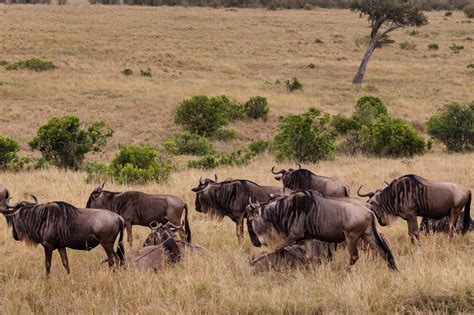 Which Is Better Masai Mara Or Serengeti? | African Travel