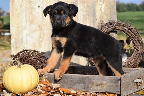 German Shepherd Rottweiler Mix Puppy For Sale Millersburg Ohio Female ...