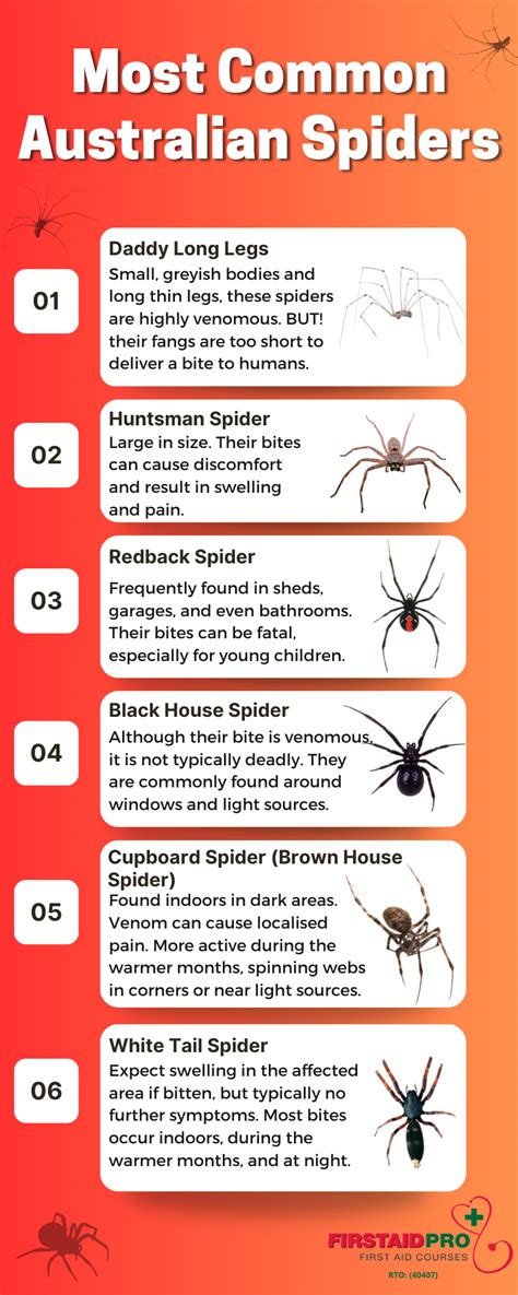 Common Australian Spiders - How Dangerous are they?