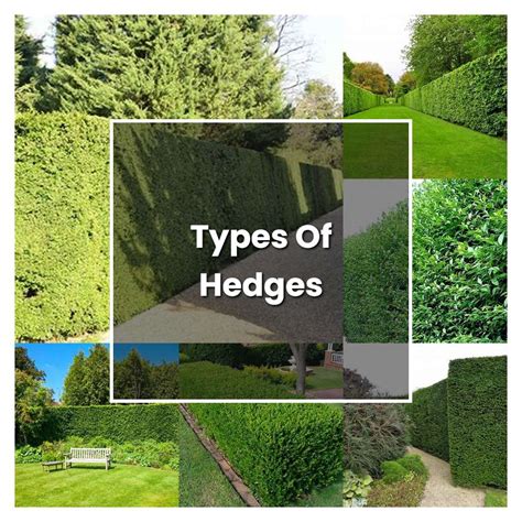 How to Grow Types Of Hedges - Plant Care & Tips | NorwichGardener