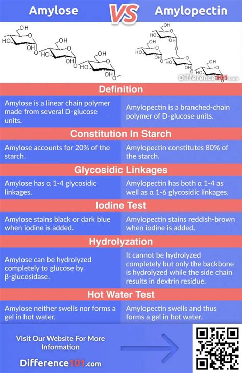 Amylose vs Amylopectin: 6 Key Points You Need To Know | Difference 101