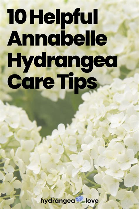 Super Helpful Annabelle Hydrangea Care + Planting Tips - Hydrangea Love