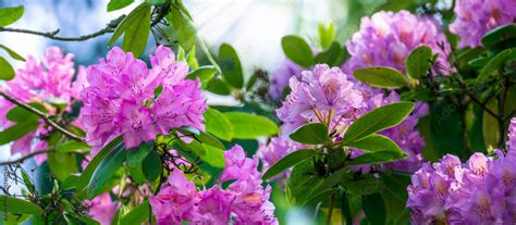 rhododendron flowering time Stock Photo | Adobe Stock