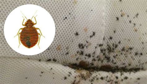 Preventing And Treating Bed Bug Poop: Understanding The Dangers - [Updated September 2024 ]