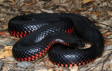 Red-Bellied Black Snake Facts and Pictures | Reptile Fact