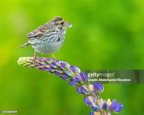 The Song Of Sparrows Photos and Premium High Res Pictures - Getty Images