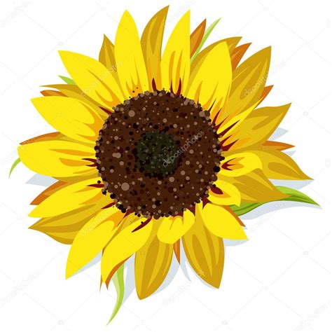 Sunflower Vector Illustration | Wallpapers Gallery