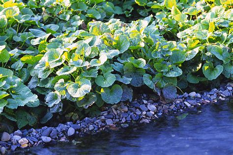 Wasabi Growing In Field