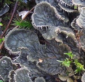 Lichen thallus types, illustrated (Alan Silverside's photographs of lichens (FAQ)) | Lichen ...